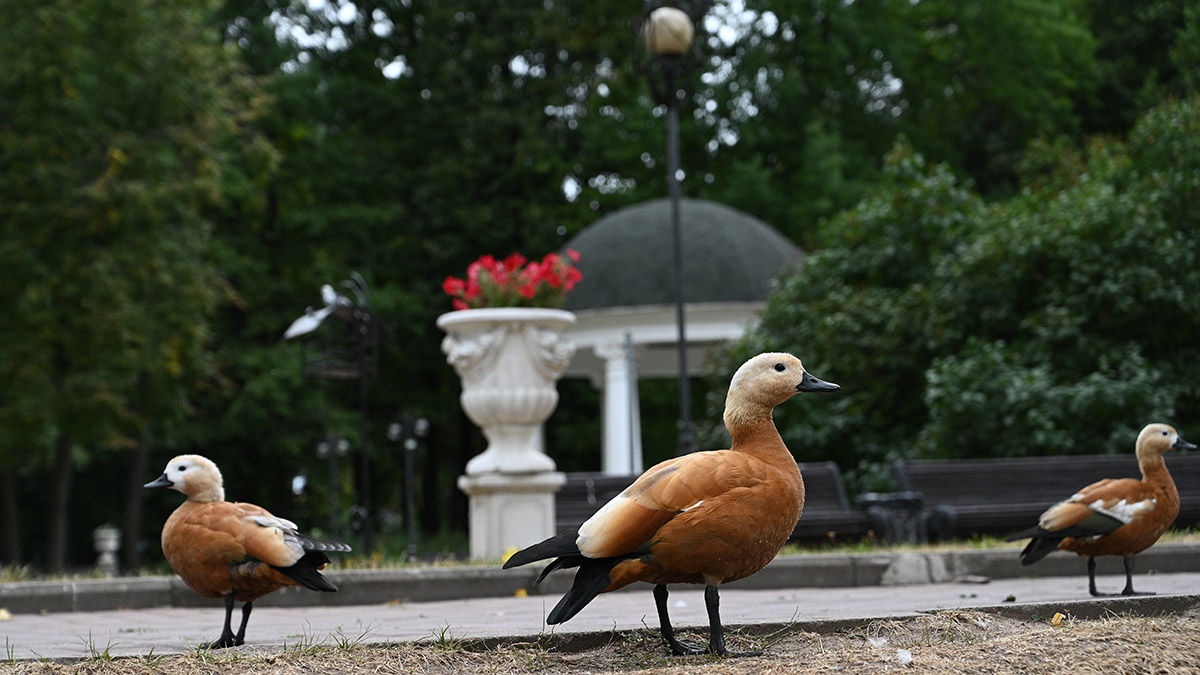 «Два циклона друг за другом»: синоптик Шувалов рассказал о погоде в Москве в конце недели