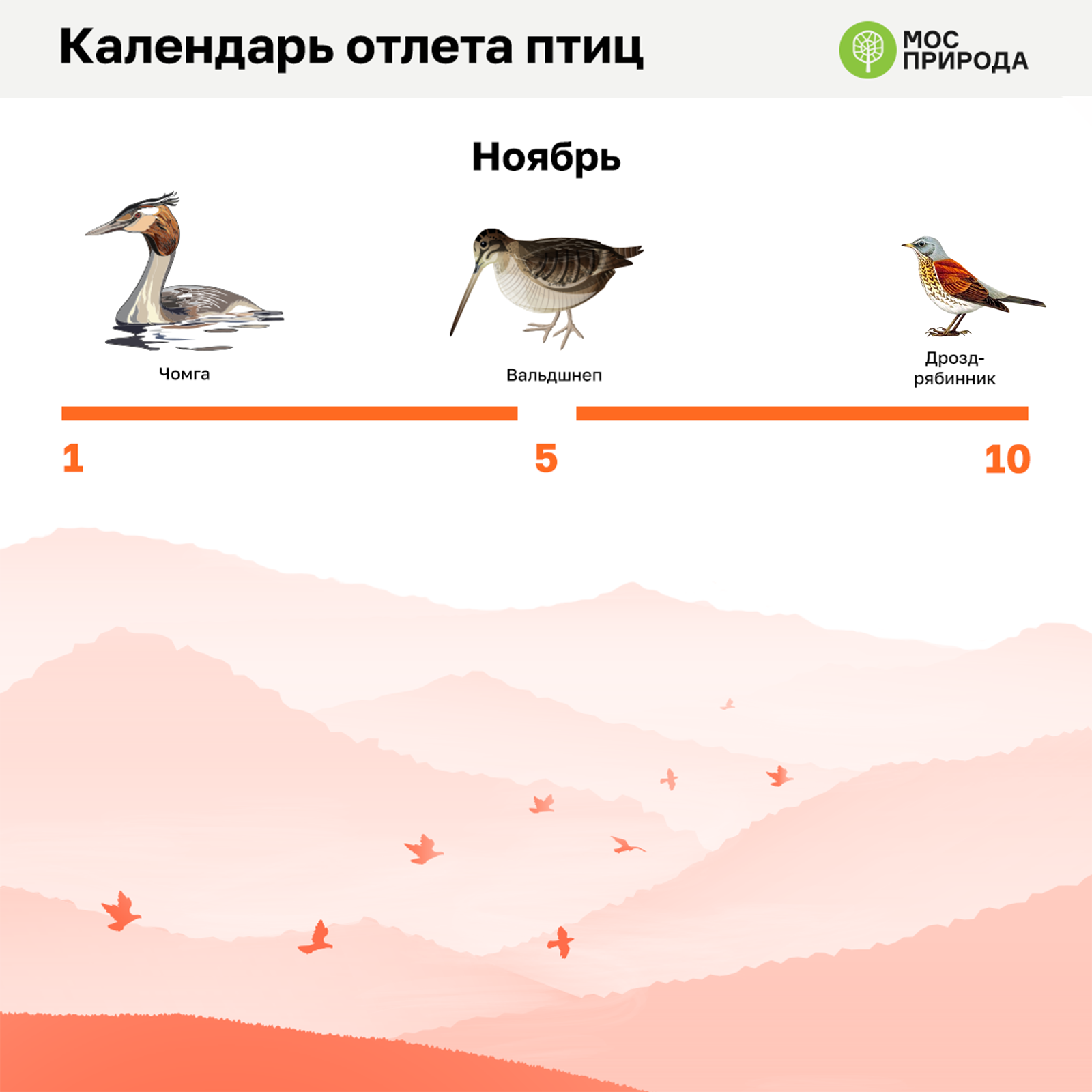 Зима выживает перелетных птиц где дополнение. Календарь отлета птиц на Юг. Отлет перелетных птиц. Порядок отлета птиц в теплые края. Когда птицы улетают в теплые края.