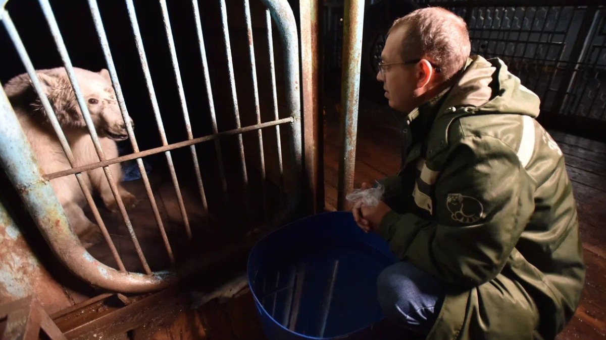 Найденную на острове Диксон медведицу доставили на лечение в Москву