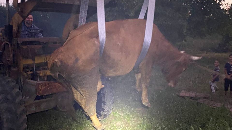 Спасатели вытащили корову, застрявшую в погребе