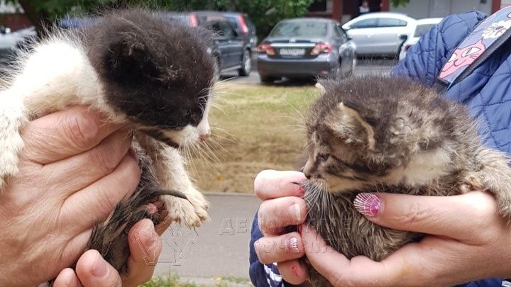 Котят спасли из вентиляционной шахты на юго-западе столицы