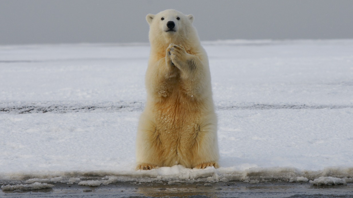 Стало известно, почему у раненого медведя с Диксона могли отказать задние лапы