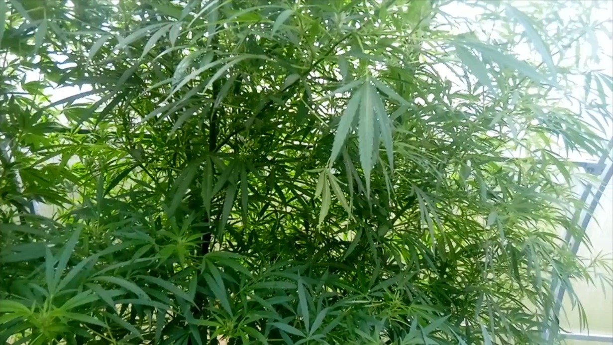 Мужчина организовал плантацию конопли в Подмосковье