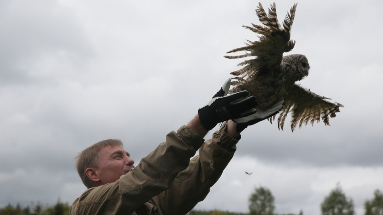 Руководитель Департамента природопользования и охраны окружающей среды Москвы Антон Кульбачевский выпускает в дикую природу серую неясыть