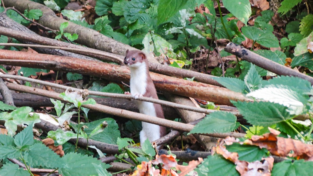Краснокнижную ласку заметили в природно-историческом парке «Измайлово»