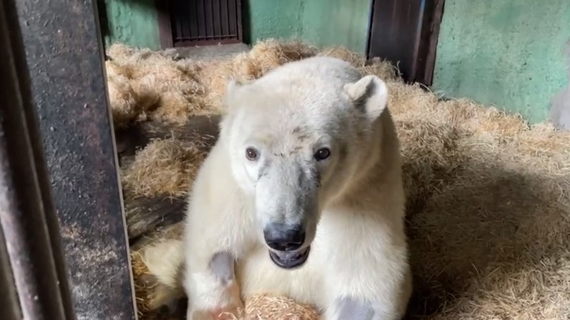 Московский зоопарк решил оставить кличку Диксон белому медведю из Красноярского края