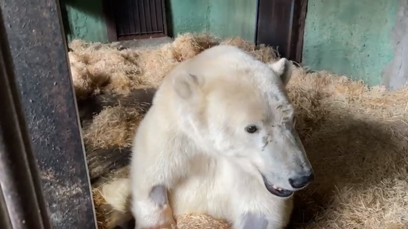 Ветеринар Шеляков назвал условие, при котором раненого медведя с Диксона могут усыпить