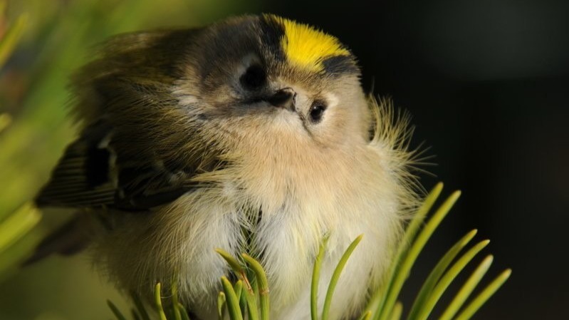 Краснокнижного желтоголового королька обнаружили на западе Москвы