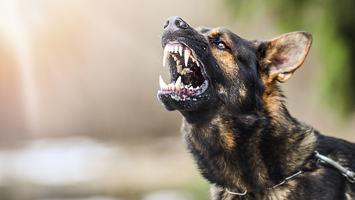Собака набросилась на девочку в Подмосковье