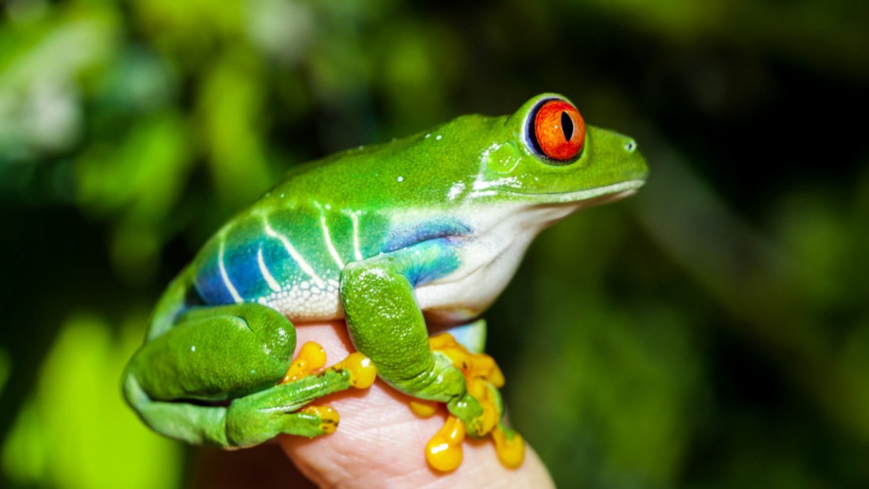 Выставка амфибий в Московском зоопарке будет закрыта 20 и 21 сентября