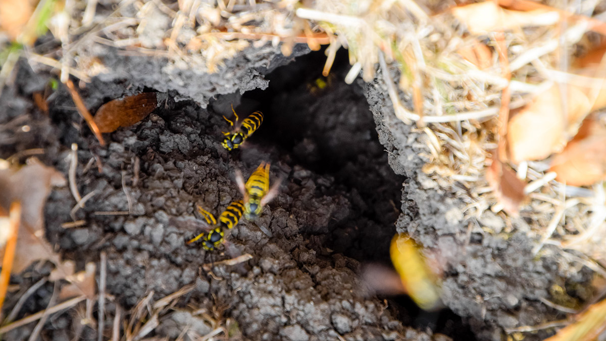 Пожилой преподаватель информатики погиб в лесу от укусов ос