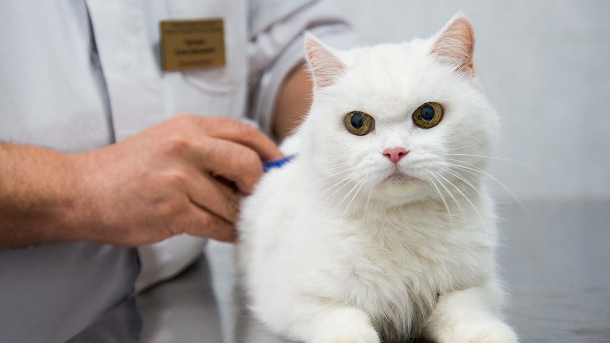 Более 57 тысяч москвичей обращались в контакт-центр для домашних животных