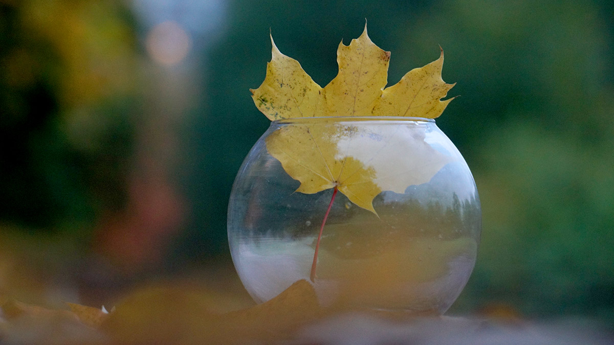 Синоптик Тишковец заявил, что Москва оказалась в «кольце снежинок»