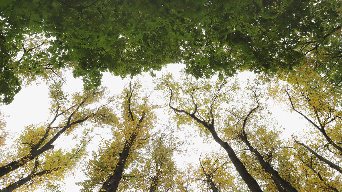 Синоптик Шувалов рассказал, когда в Москву придет бабье лето