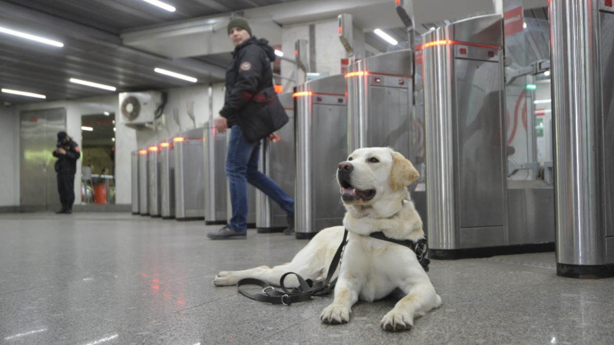 Путь укажет хвостатый: в метро возобновили обучение собак-проводников