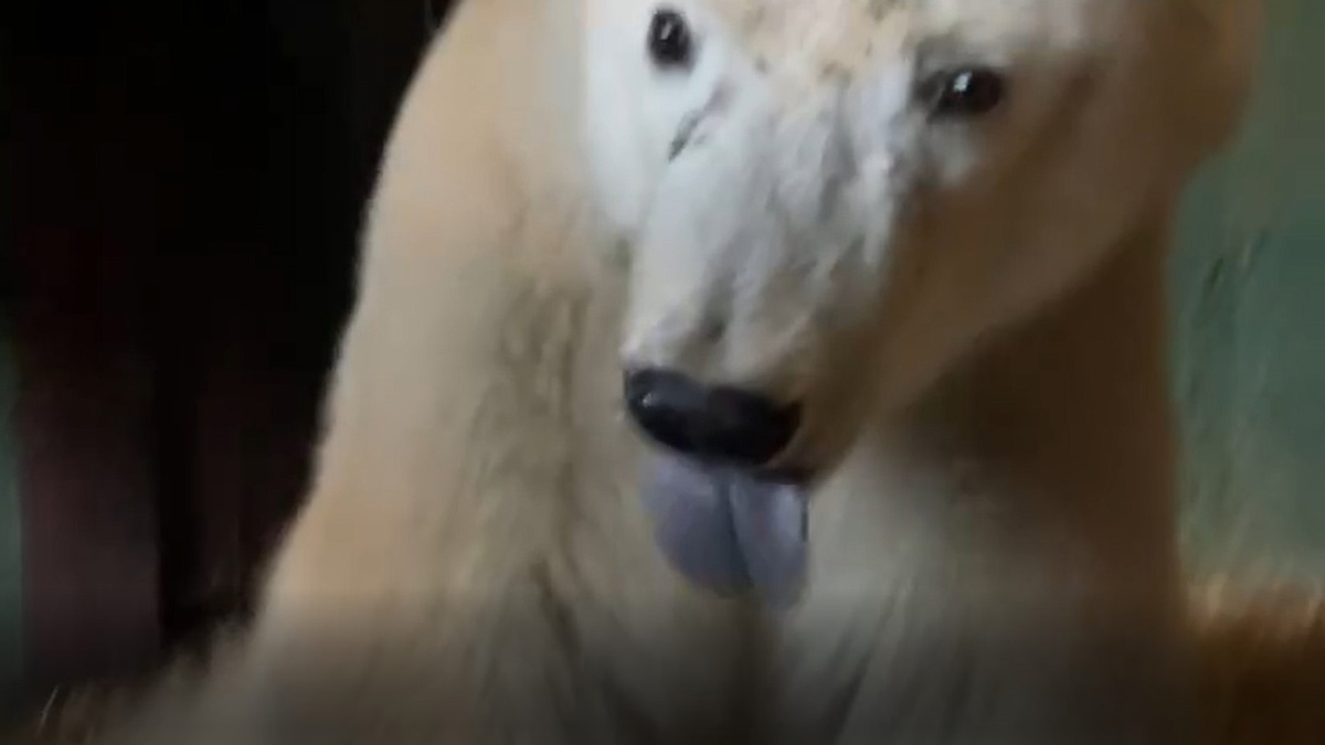 Спасенного медведя из Диксона посадили на диету