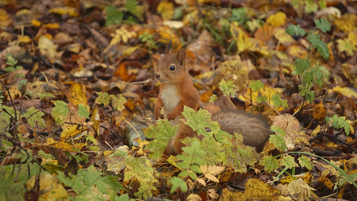 Погода в Москве до 21 сентября