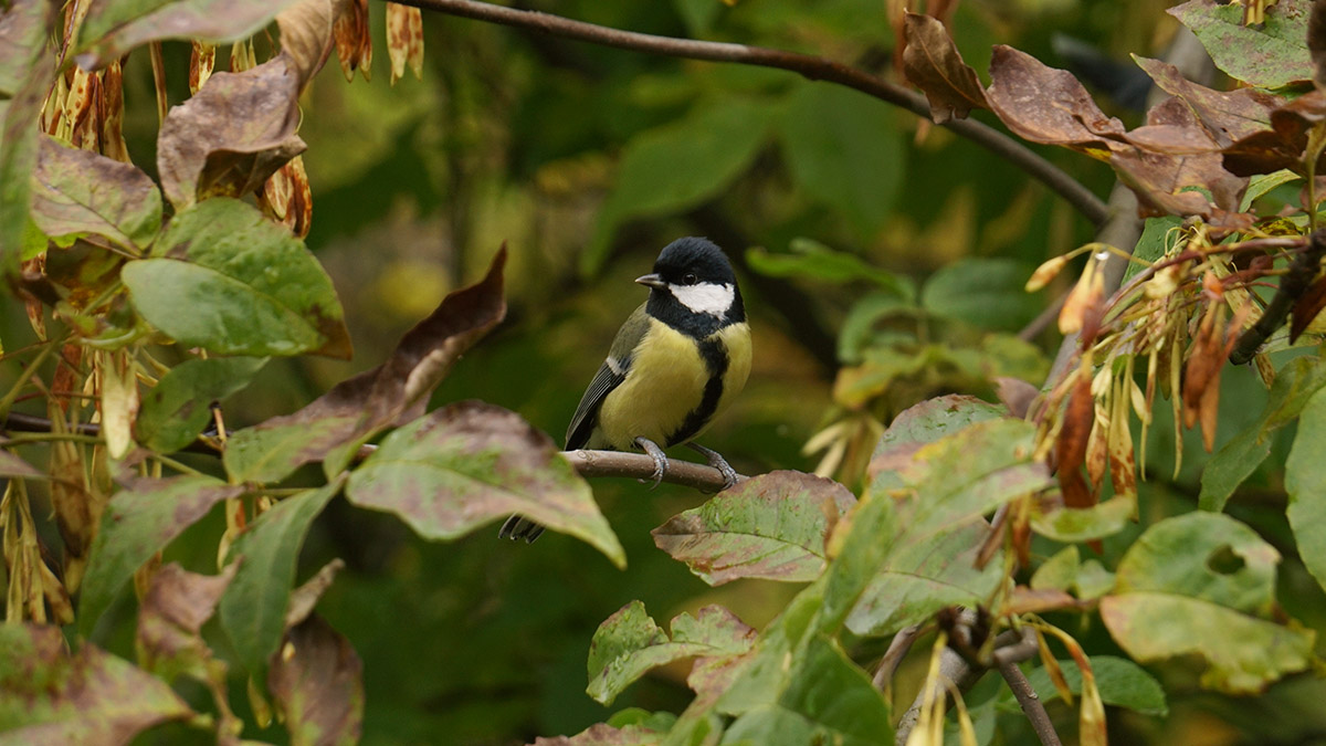 Синоптик Вильфанд рассказал о рекордно высоком атмосферном давлении в Москве