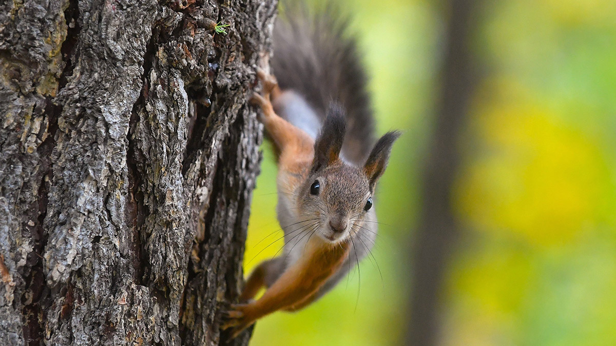 На территории столичного Нескучного сада впервые состоялся учет белок