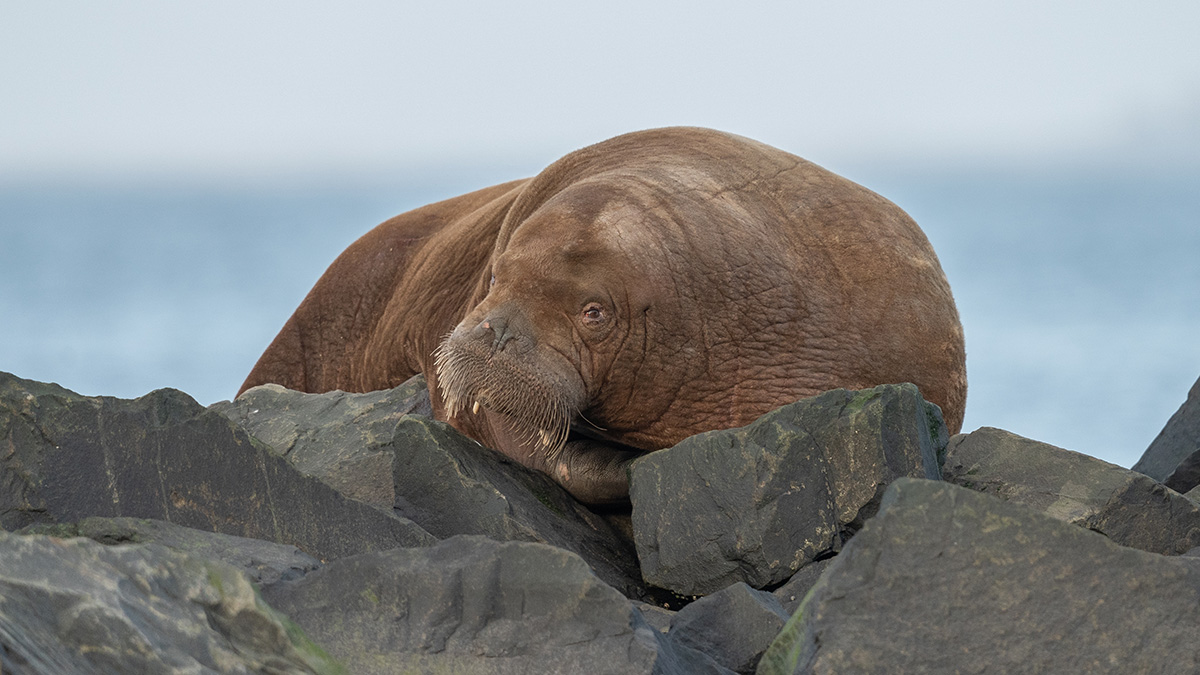 Московский зоопарк ищет дружелюбного моржа за 20 миллионов рублей