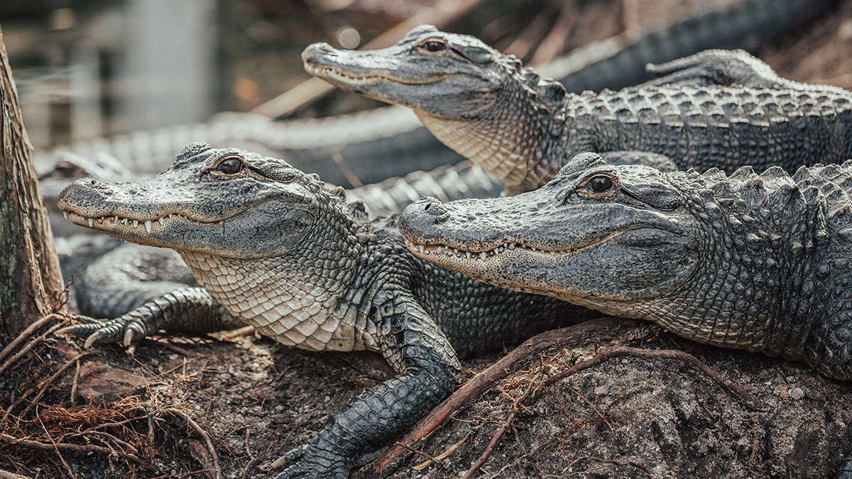 «Некуда бежать»: в США предложили построить Алькатрас с аллигаторами для мигрантов