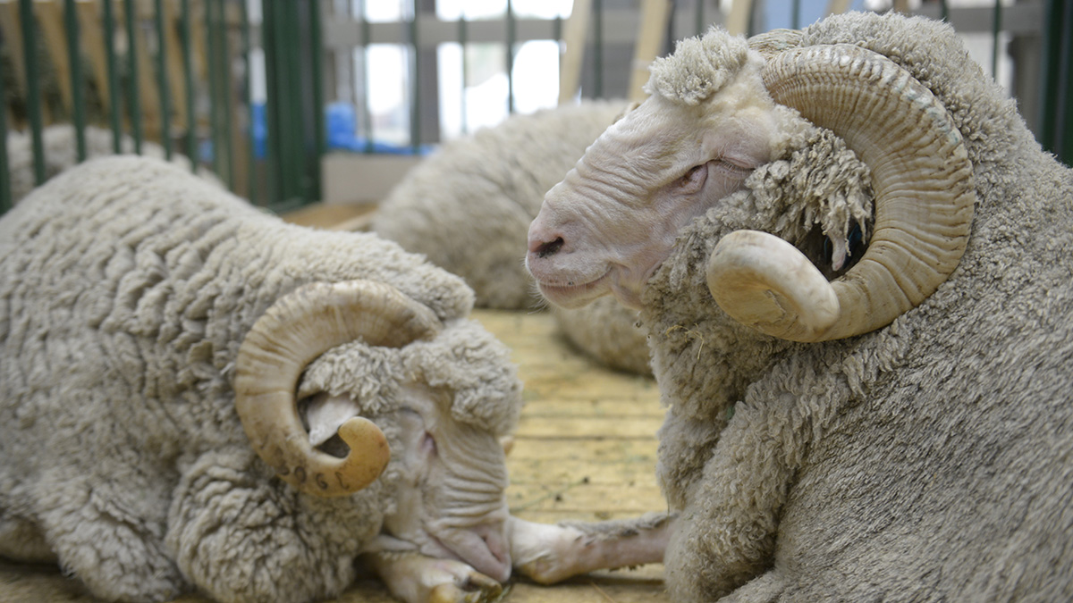 Машину с полным салоном украденных баранов остановили под Омском