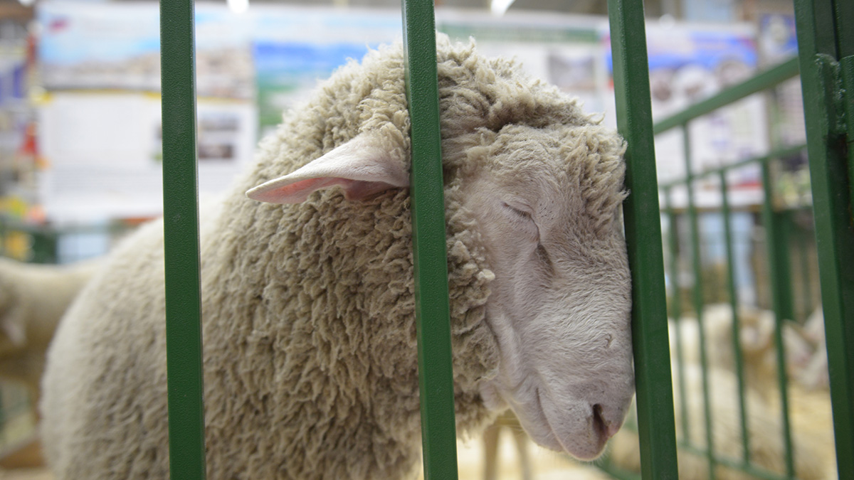 Воры похитили единственную в мире овцу-художницу Беенкси