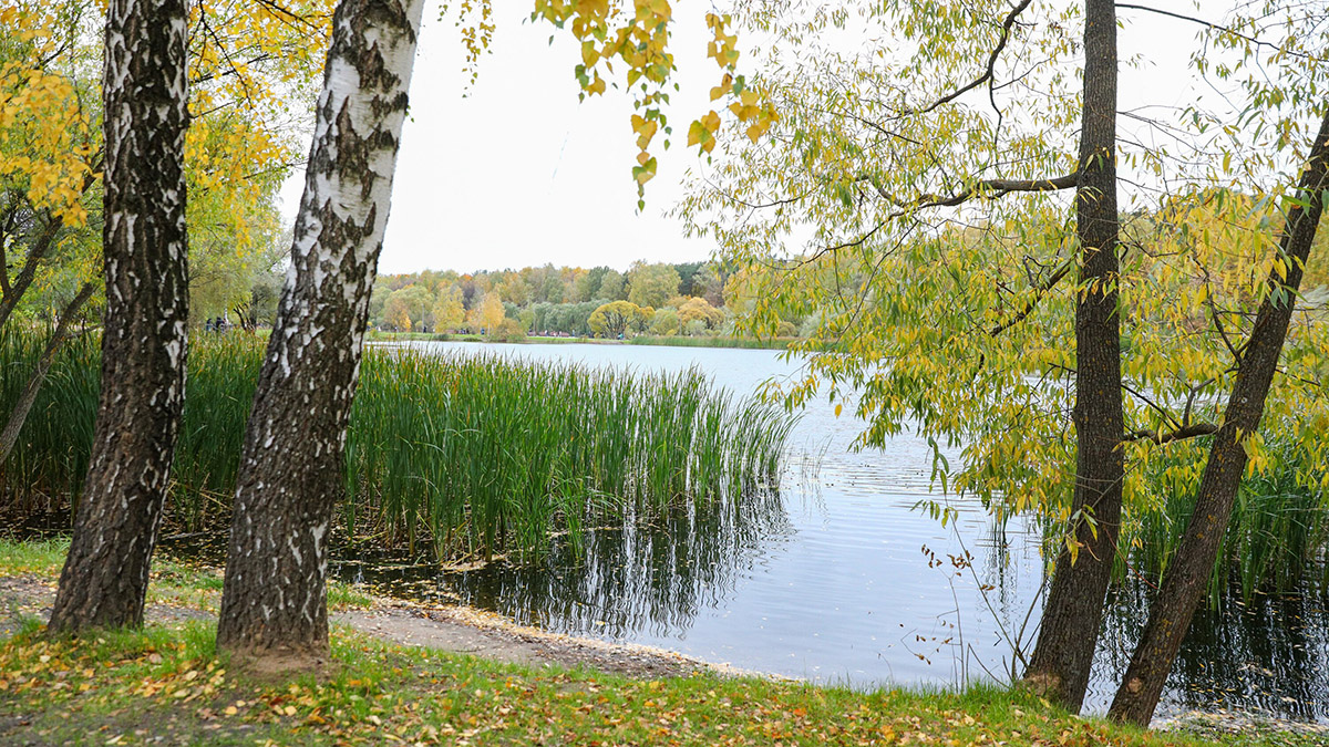 Народный календарь. О чем говорит наличие листьев на березах 5 октября