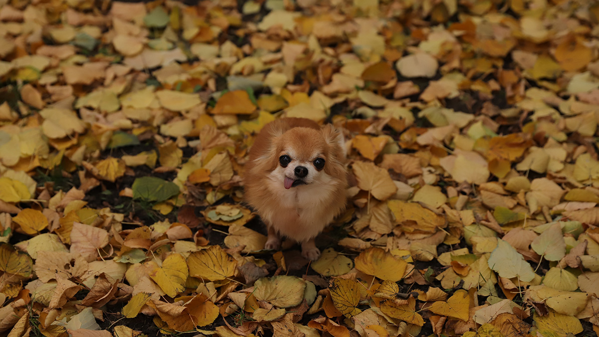 Камера видеонаблюдения помогла девушке отомстить за собачьи фекалии на лужайке