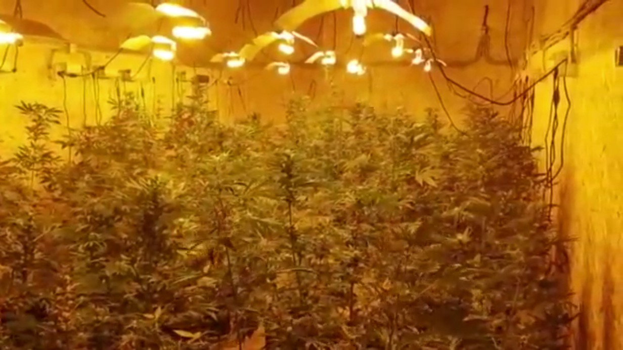 Почти 100 кустов конопли изъяли полицейские в Подмосковье