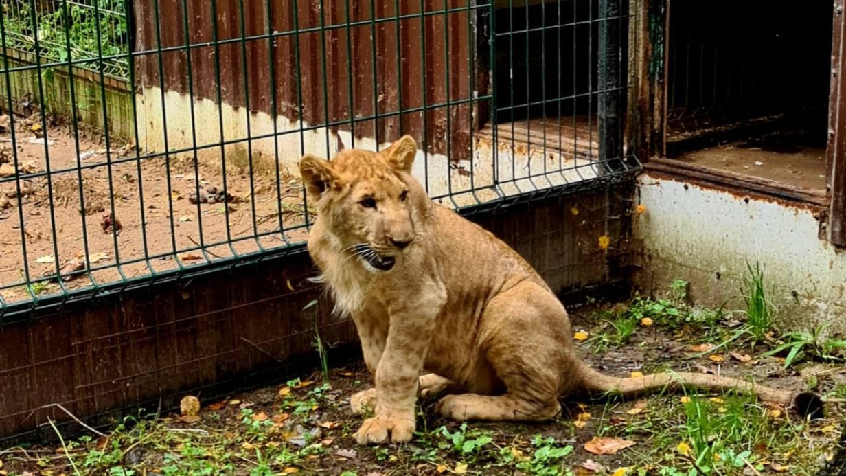 Львенок появился в столичном Центре реабилитации диких животных