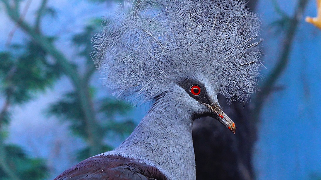 Спасенного венценосного голубя приютили в Московском зоопарке