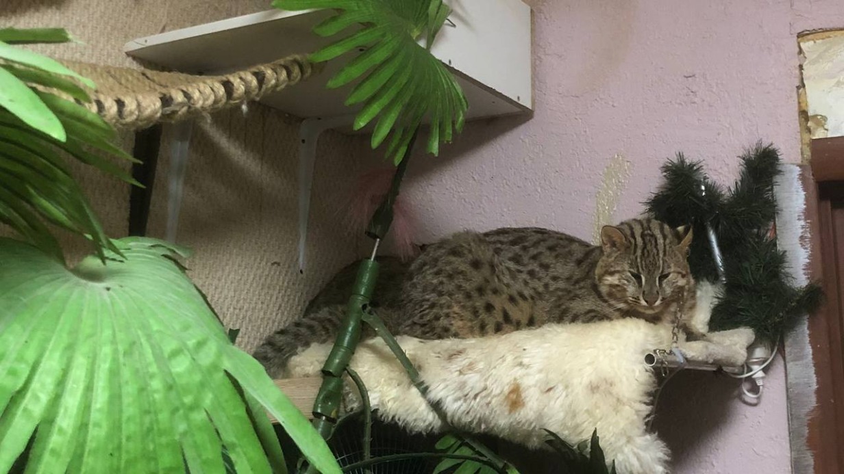 Трех котов из Красной книги изъяли у москвички на севере столицы