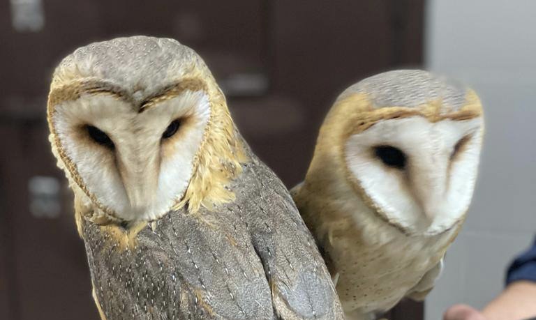 Рекордное количество сов спасли от уличных фотографов в Замоскворечье