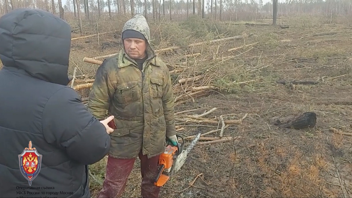 Двоих мужчин осудили за незаконную вырубку леса в Подмосковье