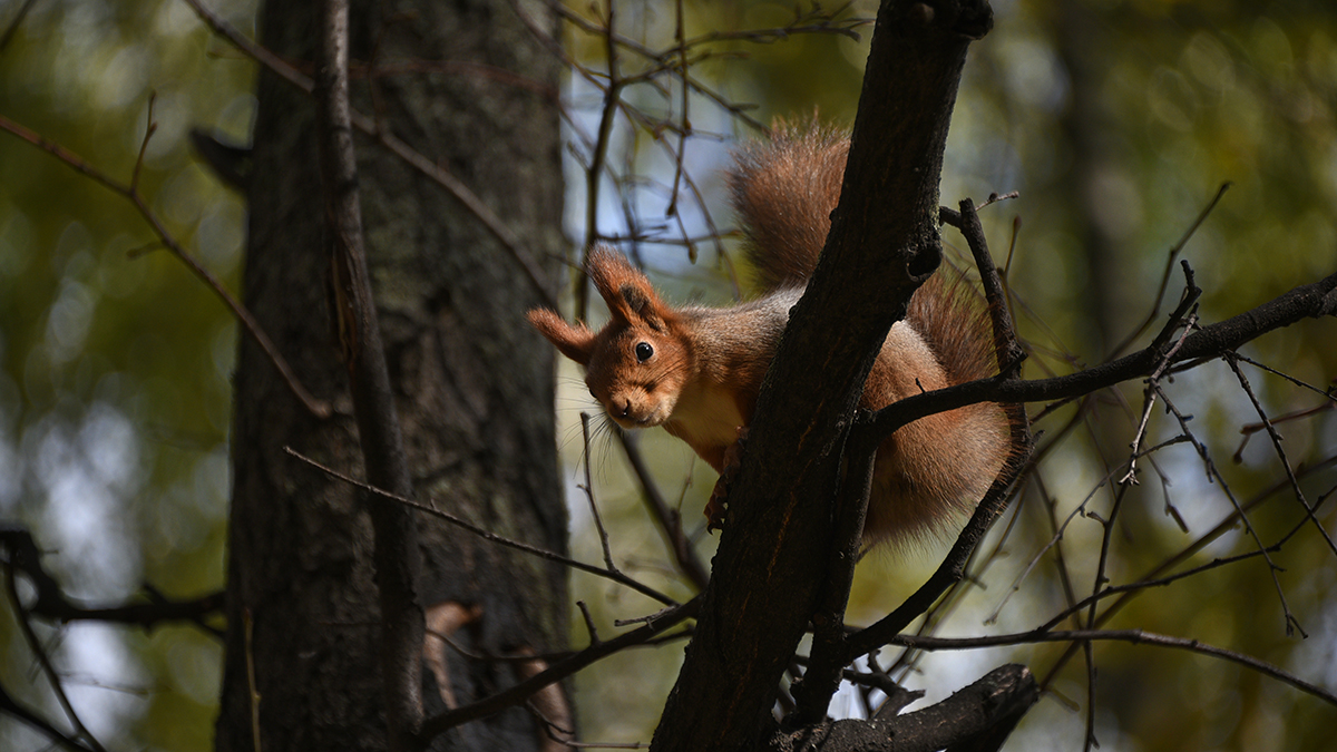 Синоптик Ильин рассказал о погоде в Москве в первые дни октября