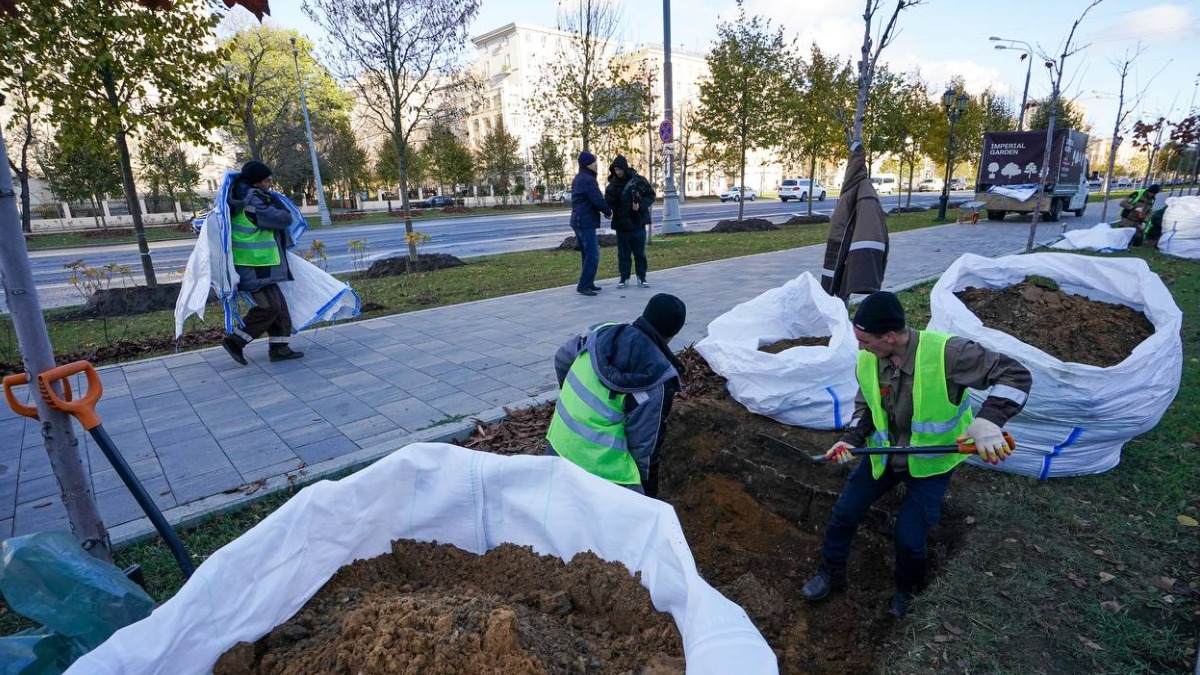 Более 1,2 тысячи деревьев высадят на благоустроенных улицах Москвы до конца года