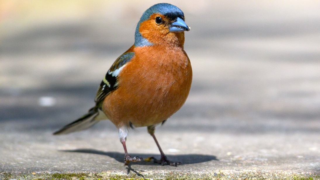 Москвичам рассказали, какие птицы улетают в теплые края