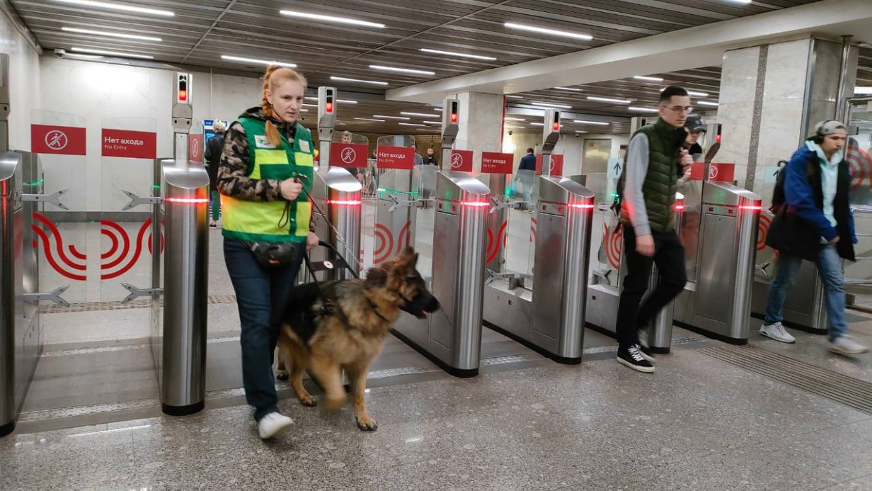 Дептранс рассказал, чему учат собак-проводников для работы в метро