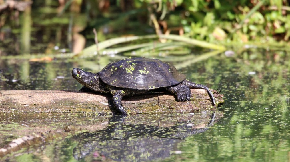 Болотная черепаха отдыхает на солнышке в пойме реки Яузы