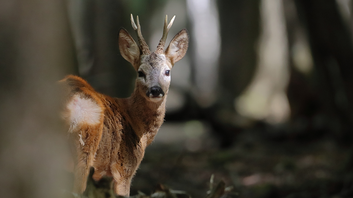 Спасатели вытащили раненую косулю из подвала многоэтажного дома в Ленобласти