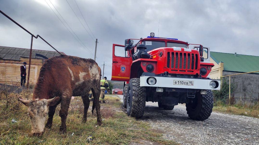 Спасатели помогли корове выбраться из ямы в Чечне