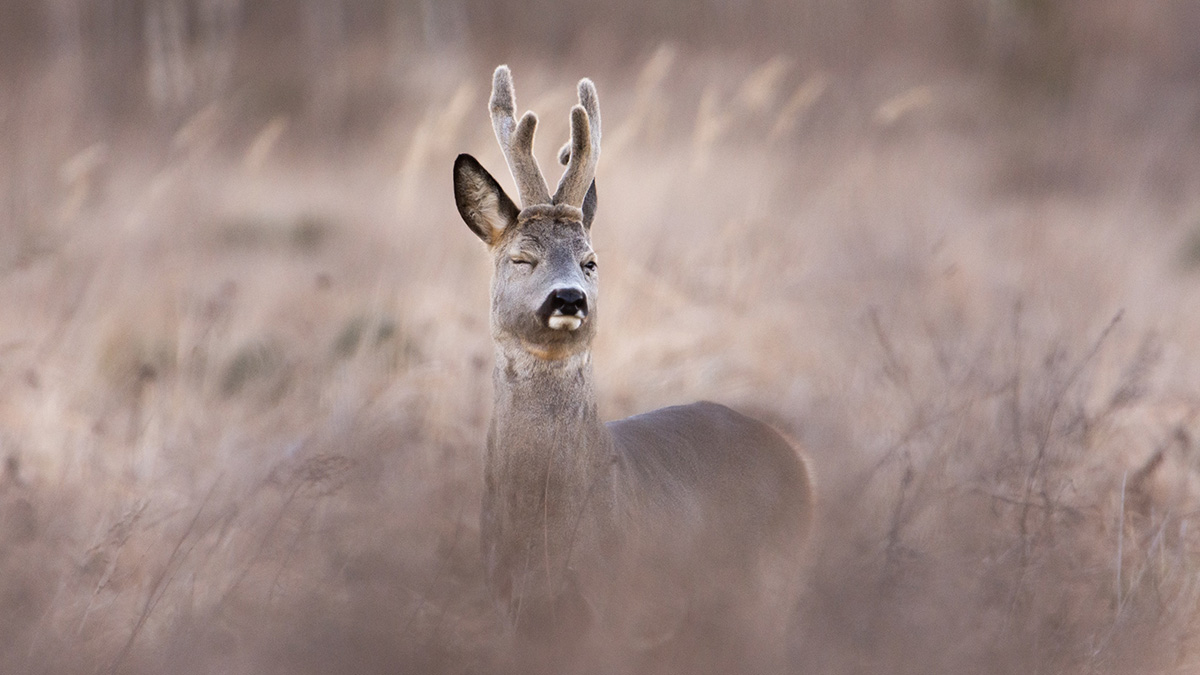 Житель Кургана на ходу выбросил из машины мертвую косулю