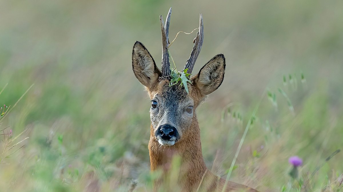 Сбитую машиной косулю вылечили в Москве и вернули в дикую природу