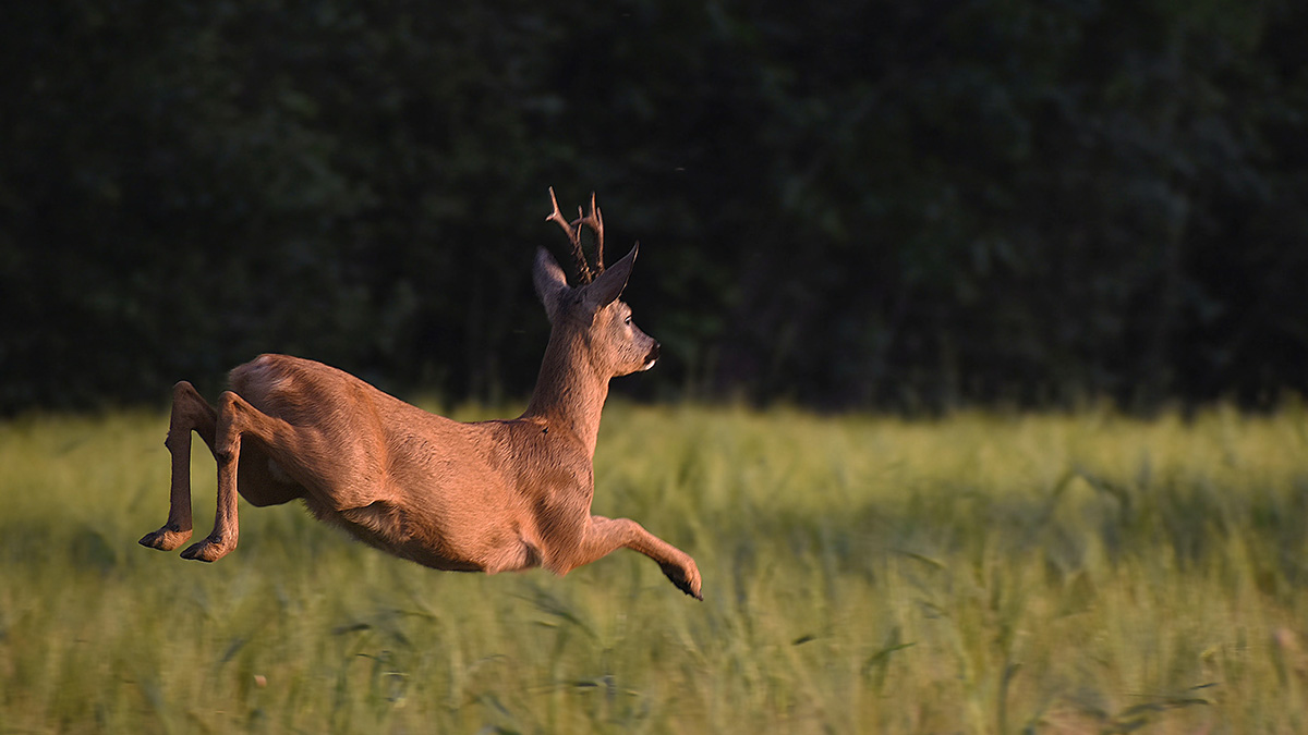 Уголовное дело возбудили в Курганской области из-за «зомби»-косуль