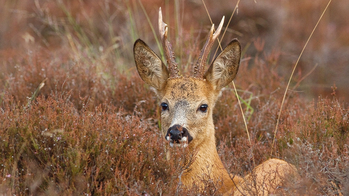 Свердловский охотник застрелил студентку, спутав ее с косулей