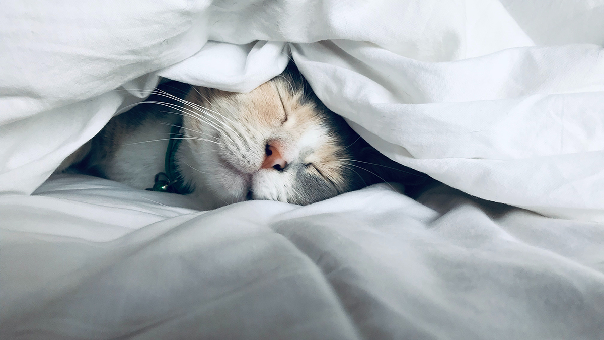 Праздники 20 августа