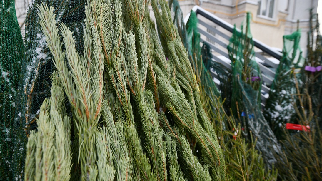 Предприниматели смогут открыть два елочных базара в районе Фили-Давыдково