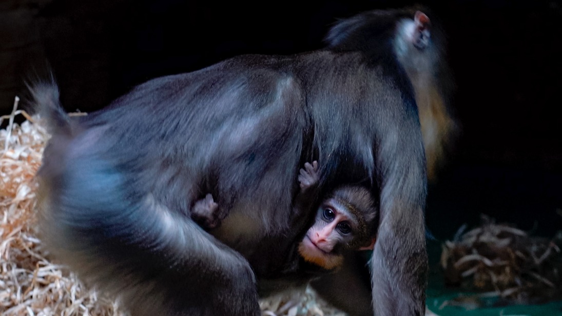 Детеныш редких мандрилов родился в Московском зоопарке