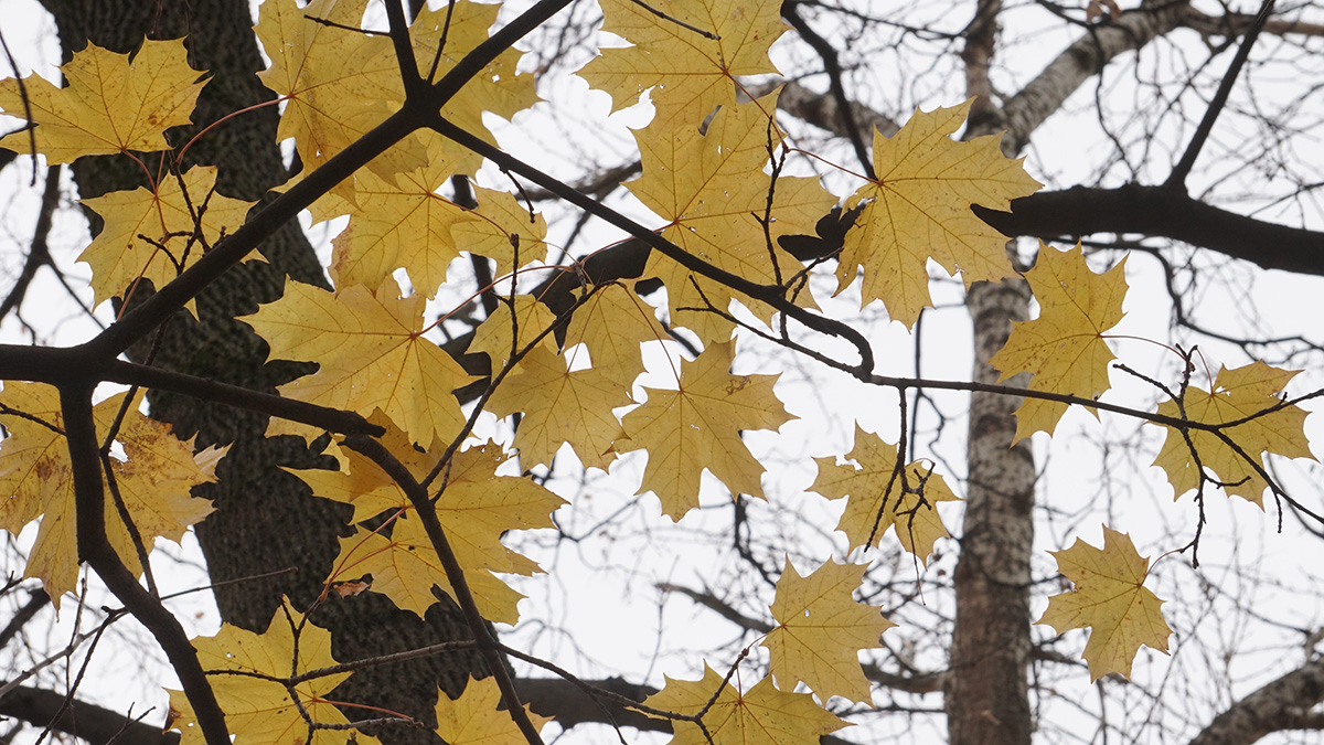 Температурные рекорды были побиты в Москве и Петербурге 12 ноября